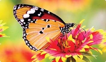 a butterfly on a flower