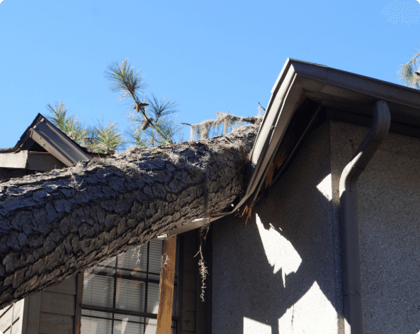 A close up of a tree that has fallen on a home's roof, causing catastrophic damage to the home's structure.