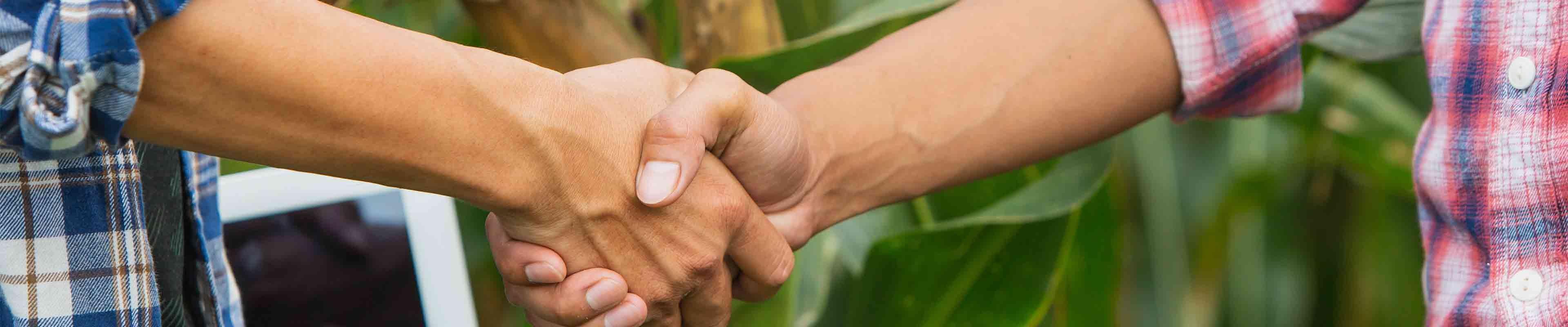 Two individuals Shaking hands-Web