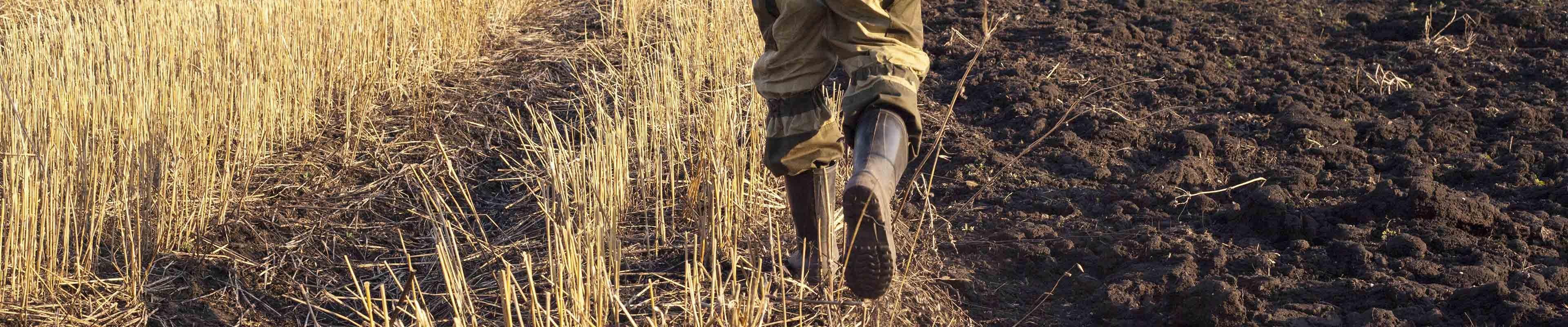 American Family Insurance. Image of farmer walking in a wheat field.