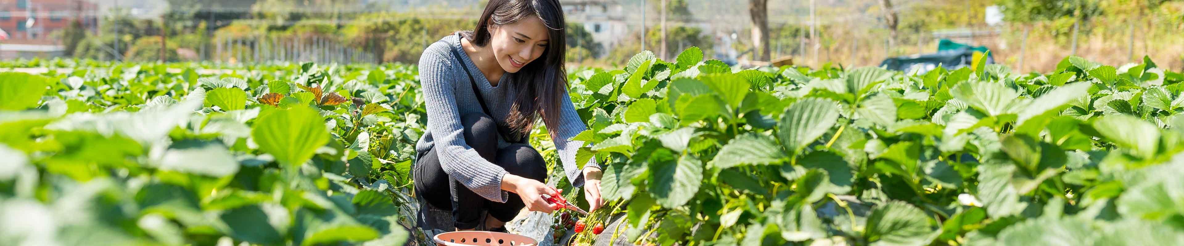 Farmer picking vegetables for CSA on their farm